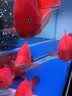 boxtech鱼缸灯led灯龙鱼灯管水族箱专用照明灯增艳增色防水灯大鱼缸灯具 T8系列-30W增艳灯142cm灯管 实拍图