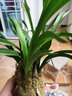 劉閣蘭花 兰花名品 环球大富贵 冬带浓香花苞出售矮种荷瓣花卉绿植盆栽 6苗连体裸根 实拍图