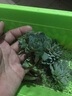 春草碧 菊花花草种子除虫菊庭院阳台盆地栽水培绿植花卉碗莲子荷花种子 白晶菊种子200粒套装【含盆土】 实拍图