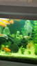 异景园鱼缸仿真假山造景装饰石头布景套餐水族箱大小树脂摆件躲避洞松石 JS101怀玉山 实拍图