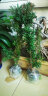 曼地亚红豆杉 树苗盆栽盆景绿星名贵树盆景结果公母庭院客厅耐寒北方植物健康树 3年盆景苗 (母树) 晒单实拍图