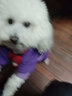 宠百思（PETBEST）公狗尿裤 狗狗纸尿裤狗狗尿不湿穿戴式狗尿垫狗尿布隔尿垫 公狗尿裤 S-小型 实拍图