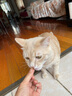 玫斯猫粮（metz）幼猫/成猫猫粮猫全猫粮增肥奶糕英短美短全价美毛 猫粮试用装（随机口味50克） 实拍图