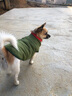 DADAGOU法国斗牛犬衣服宠物棉衣巴哥沙皮胖狗狗秋冬装棉背心加绒加厚棉衣 斗牛犬棉背心-军绿色 XL-胸围60CM背长35 实拍图