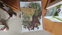 澳颜莱 真树叶植物标本干花压花幼儿园手工贴画diy材料包制作书签真花朵 绿叶大包35片【叶子】 实拍图