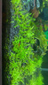 疯狂水草（FKSC）4L鱼缸水草泥和种子底沙鱼缸造景水草泥套餐用品水草缸底砂水藻泥 实拍图