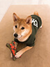SLPC狗狗衣服小型犬泰迪衣服两脚卫衣猫咪服装比熊博美法斗宠物衣服 墨绿色 XXL（12-18斤左右） 实拍图