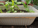 爱丽思（IRIS）花盆长方形树脂花盆多肉蔬菜绿植草莓种植种菜盆阳台果蔬种植盆 浅米色700【长70cm】 实拍图