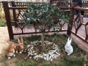 鸿日光辉 仿真动物小白兔子摆件景观公园树脂雕塑工艺品花园林庭院户外装饰品 款31 实拍图