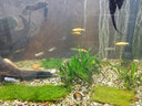 疯狂水草（FKSC）莫斯水草活体植物鱼缸造景底部前景套餐懒人阴性莫斯树沉木水榕 三角垂泪莫斯组合 实拍图