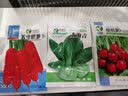元井汇（YUANJINGHUI）蔬菜种子四季播盆栽阳台庭院香菜生菜菠菜小葱简单秋易种籽孑大全 樱桃萝卜（约500粒） 实拍图