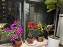 景郁春 JIRYUCUR 三角梅盆栽树苗爬藤带花苞发货花绿植花卉 加州黄  源头直发 实拍图