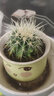 急兔仙人球多肉植物芦荟花卉盆栽绿植仙人球1随机陶瓷盆1个土源头直发 实拍图