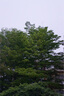 SONY索尼NEX5R NEX5T NEX-7 NEX-5N NEX6入门级二手数码微单相机奶昔系列 索尼NEX-5T 18-55mm【颜色随机】 99成新 实拍图
