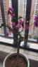 沭之美三角梅爬藤植物盆栽庭院花卉植物 三角梅紫色地径2CM（不含盆） 晒单实拍图