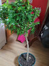 欧芽清香胡椒木植物办公室桌面绿植花卉 盆栽室内客厅 清香木独杆5年苗【加仑盆】 含盆 实拍图