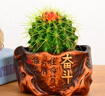 若绿金琥仙人球盆栽套装办公室内桌面绿植彩色多肉植物源头直发包邮 金琥 奋斗花盆 实拍图