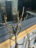 昊兰诺四季开花日本重瓣海棠花盆栽花卉观花植物室内盆景树桩大花苗 11年长寿冠海棠(造型) 实拍图