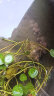 萌肉居水生莲花种子睡莲荷花卉水培植物阳台易活莲花混色小份+塑料盆 晒单实拍图