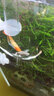 亚峰（yafeng）水晶虾粮虾食虾料观赏虾饲料小龙虾养殖饲料对鳌虾粮水产沉底 观赏虾专用粮150克 300ml 1瓶 沉底型 实拍图