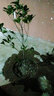 子豪缘桂花树苗金桂丹桂八月四季桂盆栽花卉庭院绿植桂花苗绿化苗木 金桂/丹桂/备注【2公分】 不含盆 实拍图