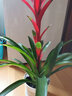 意轩鸿运当头绿植盆栽花卉植物四季开花室内客厅水培植物红星凤梨水养 6年大苗含盆树脂花盆 实拍图
