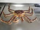【活蟹 次日达】俄罗斯鲜活帝王蟹超大螃蟹长脚蟹海鲜水产皇帝蟹 6斤-鲜活发-【全国30仓】 实拍图