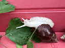 宠以沫宠物白玉蜗牛活体巨型大蜗牛宠物观赏学生科学实验教学小蜗牛套装 白玉蜗牛2只+输运盒 蜗牛4-6CM 实拍图