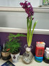 花无痕 风信子套装 百合种球 幼儿园水培套装四季花卉盆栽室内观花植物 紫色塑料瓶套装 实拍图