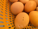 滇味十足 鸡蛋 新鲜农家林间散养土鸡蛋 月子蛋满月礼喜蛋农村笨鸡蛋 10枚装 实拍图