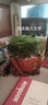 雅卉盆栽大文竹耐阴四季常青植物去客厅办公室内开业绿植大盆景 大文竹+复古坚持花盆 实拍图