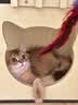 SKEINS刻字防丢失吊牌猫咪狗狗项圈铜铃铛脖圈宠物铃铛可调节铃铛颈圈 棕色反光项圈+银色猫牌（特殊尺备注配铃铛） 实拍图