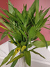 花翁富贵竹水培绿植招财转运室内客厅水养花卉盆栽植物文昌竹源头直发 实拍图