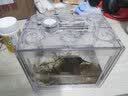 福乐贝特桌面生态鱼缸办公室小鱼缸迷你斗鱼缸小型水族箱微景观创意积木 桌面鱼缸大号 实拍图