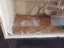 宠丽安芦丁鸡专用屋笼子大号专用饲养箱全套育雏箱别墅造景多用恒温箱 40*30*30标准套餐1-3只 实拍图