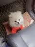 喵先生宠物狗狗衣服小型犬泰迪衣服冬季猫咪狗衣服小狗衣服透气两脚卫衣 平安暴富款M码建议 （5-8斤） 实拍图