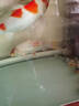 古介好运锦鲤鱼日本纯种观赏鱼淡水鱼活体鱼好养精品锦鲤一代鱼冷水鱼 纯白丹顶一条 12-14厘米（小鱼缸推荐) 实拍图