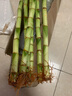 锦枫（jinfeng）富贵竹观音竹水培植物水培花卉盆栽大叶竹转运竹水养客厅绿植水养 50cm开运竹直竹6棵(带根好养) 不含盆 实拍图