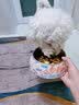 柒哦狗碗狗盆防打翻不锈钢猫碗食盆喂食喝水宠物狗粮猫粮猫咪饭盆 双层多彩骨头-打翻可退 S（适合5斤内猫狗 ） 实拍图