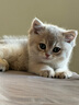 加仕高猫玩具可爱胡萝卜自嗨解闷耐咬磨牙磨爪带铃铛逗猫棒幼猫猫咪用品 实拍图