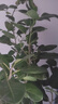 植男植女发财树步步高盆栽客厅室内大型绿色植物办公室乔迁开业源头直发 实拍图