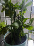 御卉阁 绿植盆栽花卉昙花苗  琼花苗 俗称月下美人 香味浓郁室内外盆栽 4年苗当年开花 实拍图