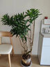 叹为观止大型植物发财树各种大颗盆栽开业乔迁客厅办公室内好养大型花卉 百合竹【1.3-1.5米】 不含盆 实拍图