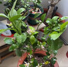 叶之静柠檬树苗 阳台 庭院植物 南方北方种植 果树苗 当年颗结果 尤利克柠檬树 五年大苗当年结果 实拍图