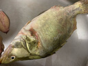 品鲜肴淡水鱼生态桂鱼鳜鱼鳌花鱼桂花季花鱼自然捕获鲜活现杀生鲜水产 净膛后1.4-1.5kg【3.5斤活杀预定 实拍图