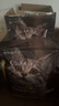 威尔逊馋嘴 流浪猫粮成猫幼猫粮专为流浪猫定制的猫粮 基础款15斤 实拍图