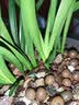 高宅矮种浓香型兰花苗【香妃】四季兰花盆栽室内花卉绿植好养 小美人2苗 实拍图
