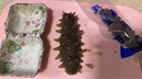 日锵海参自封袋分装密封袋食品级大连独立单个包装袋刺参自封口100个 大号100个 实拍图