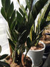 家中有果金钱树大盆栽室内客厅钱串子招财植物四季常青大型绿植摇钱树发财 25-30cm一盆6-8颗 不含盆 实拍图