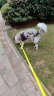 福莱希（flexi）荧光系列狗狗自动牵引绳自动伸缩链带状L5米黑色/荧光黄 实拍图